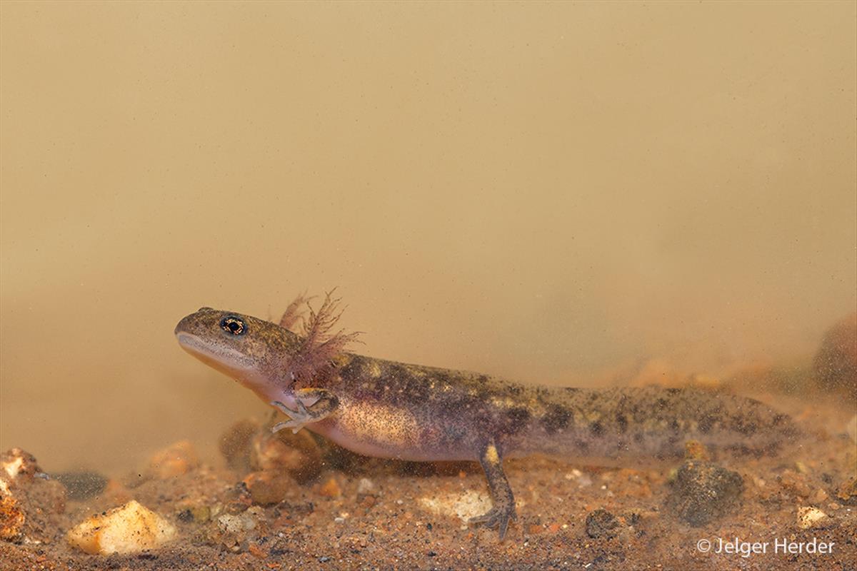 Salamandra salamandra (door Jelger Herder)