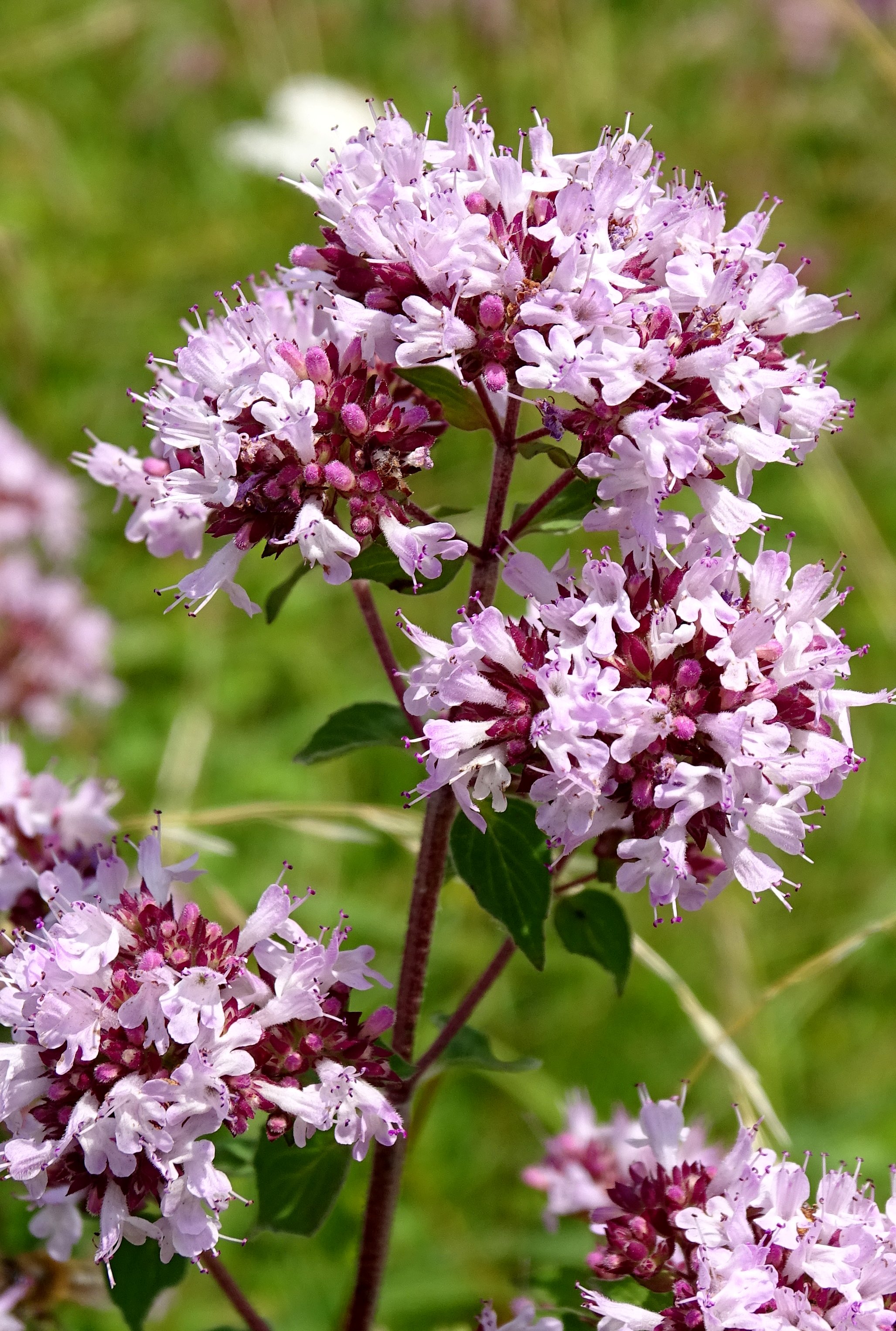 Origanum vulgare (door Bert Verbruggen)