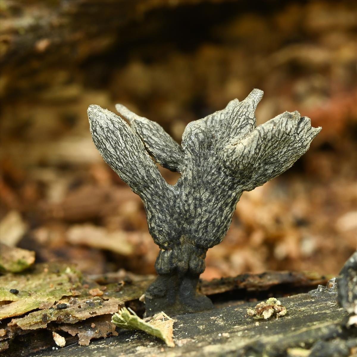 Xylaria cinerea (door Laurens van der Linde)