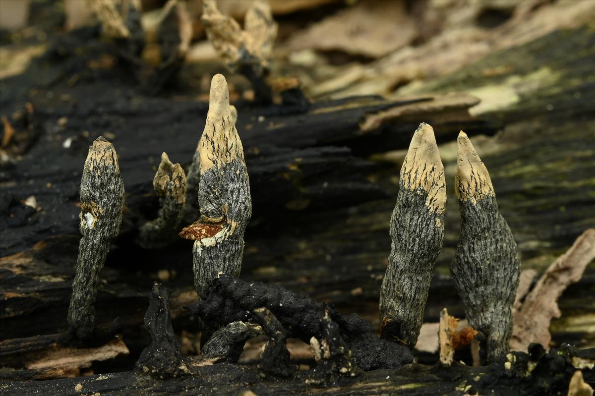 Xylaria cinerea (door Laurens van der Linde)