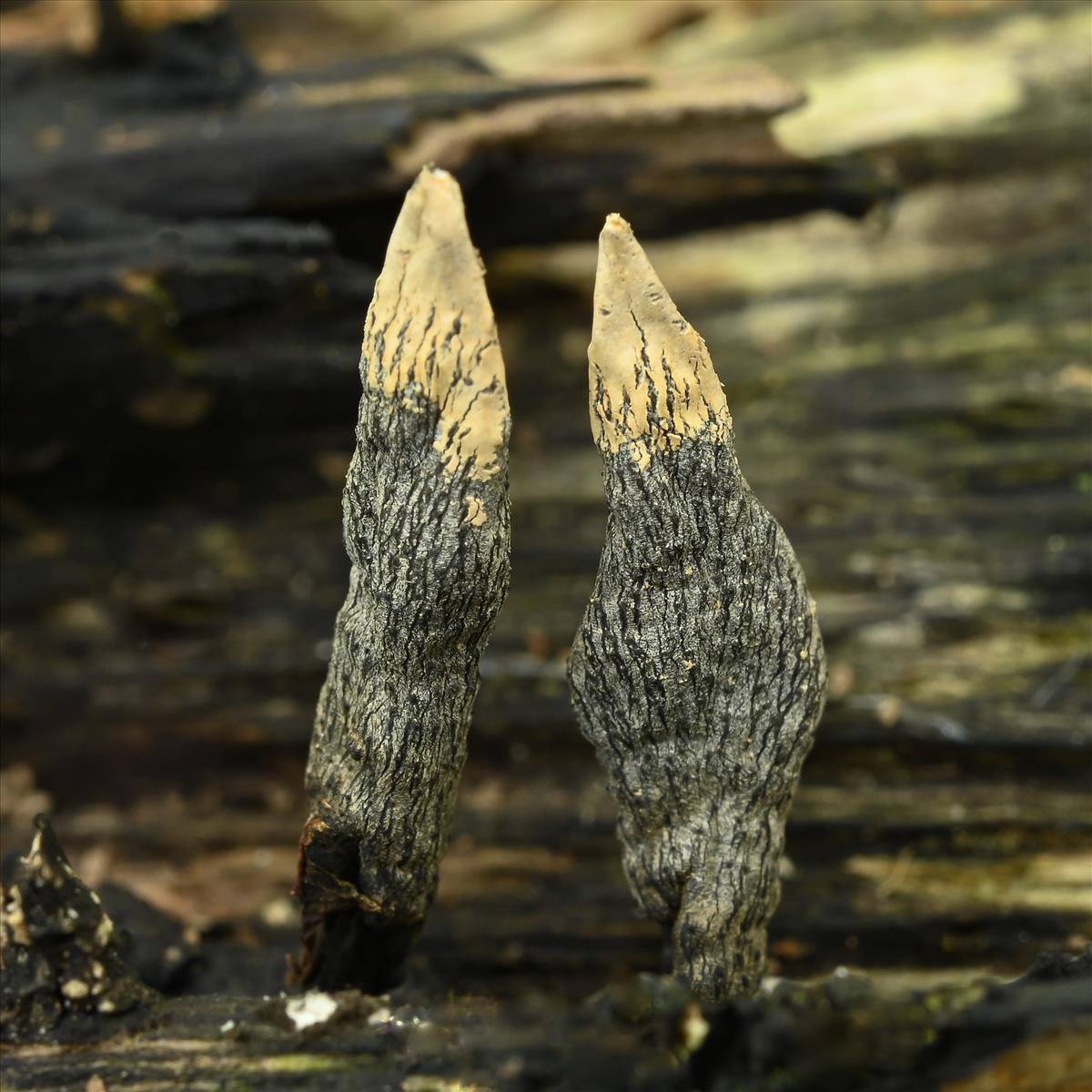 Xylaria cinerea (door Laurens van der Linde)