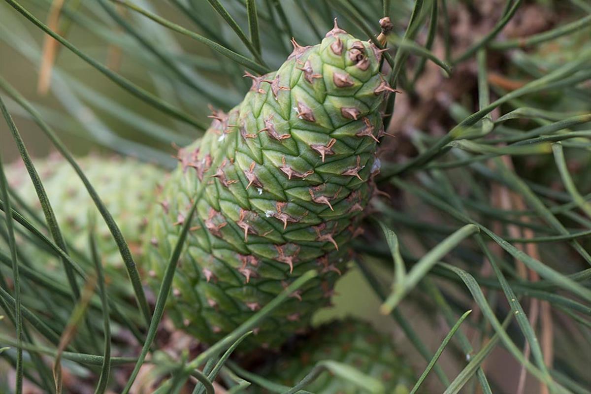 Pinus rigida (door Valentine Kalwij)