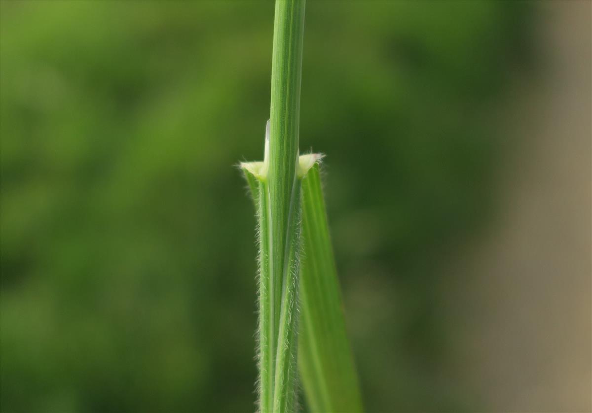 Avenula pubescens (door Grada Menting)