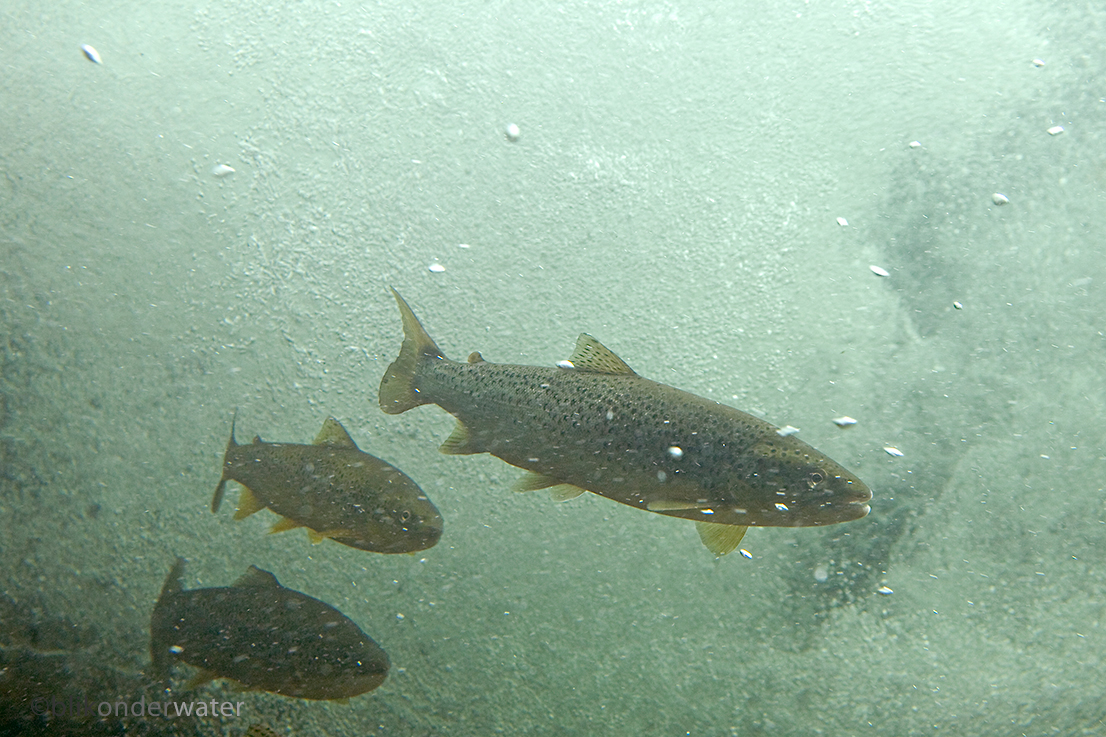 Salmo trutta (door blikonderwater)