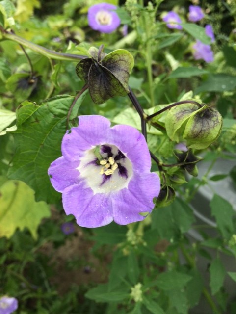 Nicandra physalodes (door Jan Versluys)