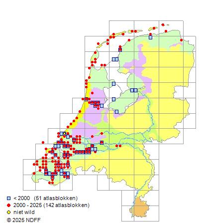 Diklipharder Chelon labrosus Verspreidingskaart NDFF