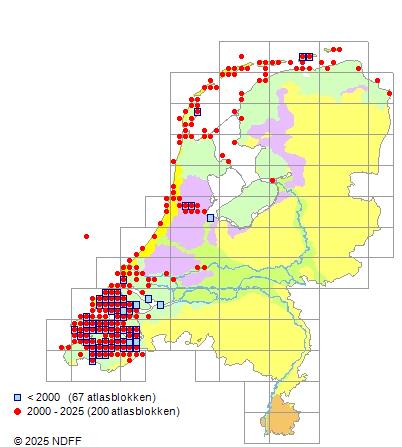 Brakwatergrondel Pomatoschistus microps Verspreidingskaart NDFF