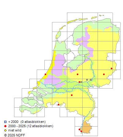 Dikkopelrits Pimephales promelas Verspreidingskaart NDFF