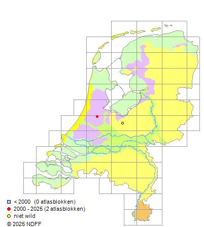 Spitssnuitsteur Acipenser stellatus 