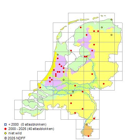 Diamantsteur Acipenser gueldenstaedtii