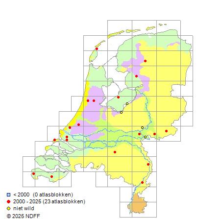 Siberische steur Acipenser baerii